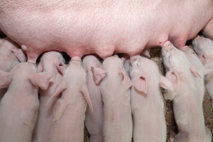 Time to Re-Focus on Nutritional Strategies for Sows?